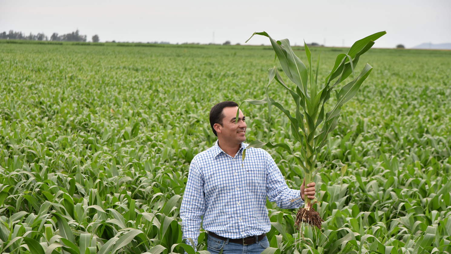 Man standing in corn field with plant in his hand