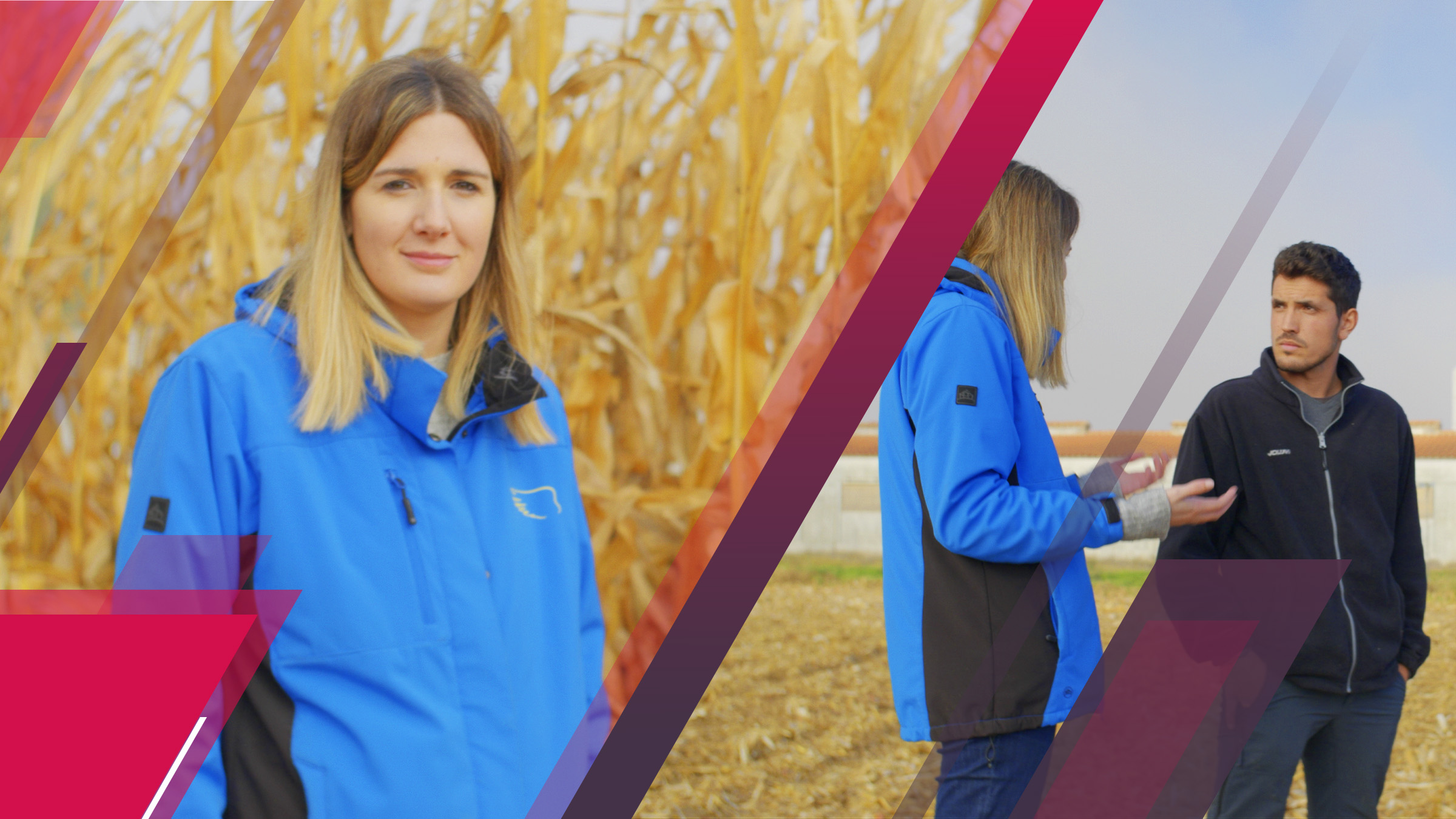 Woman standing in front of a corn field on the left of the image. On the right of the image she is talking to a guy, in the background the field is harvested.