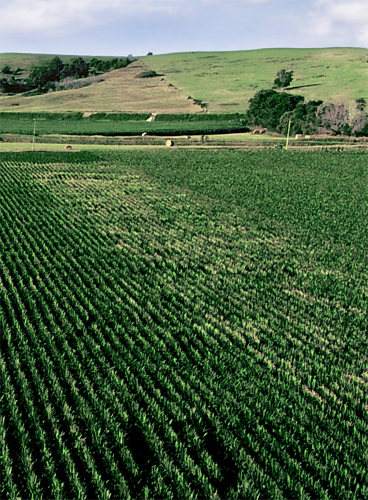 view into a corn field from above of the field. In the background green hills are visible